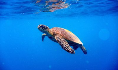 Euphorbia, la tartaruga marina data in adozione all'Erbolario per il suo impegno contro la plastica