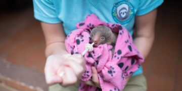 Maria Nila sostiene la sopravvivenza del bradipo in via d'estinzione