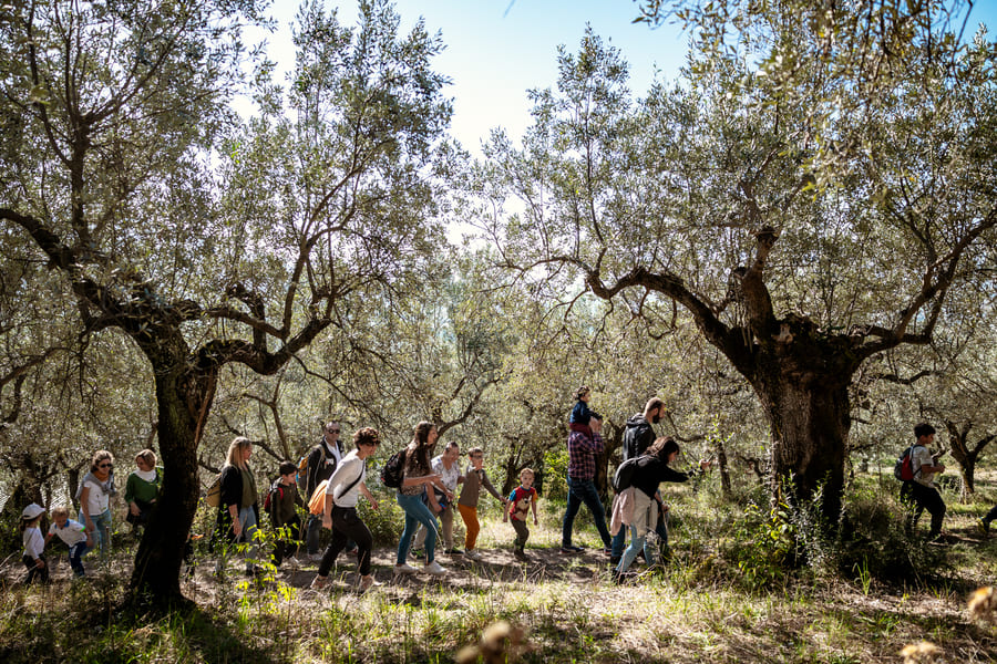 Frantoi Aperti Umbria 2026 trekking tra gli ulivi